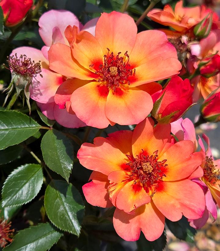 Rosa Flower Carpet® Peach