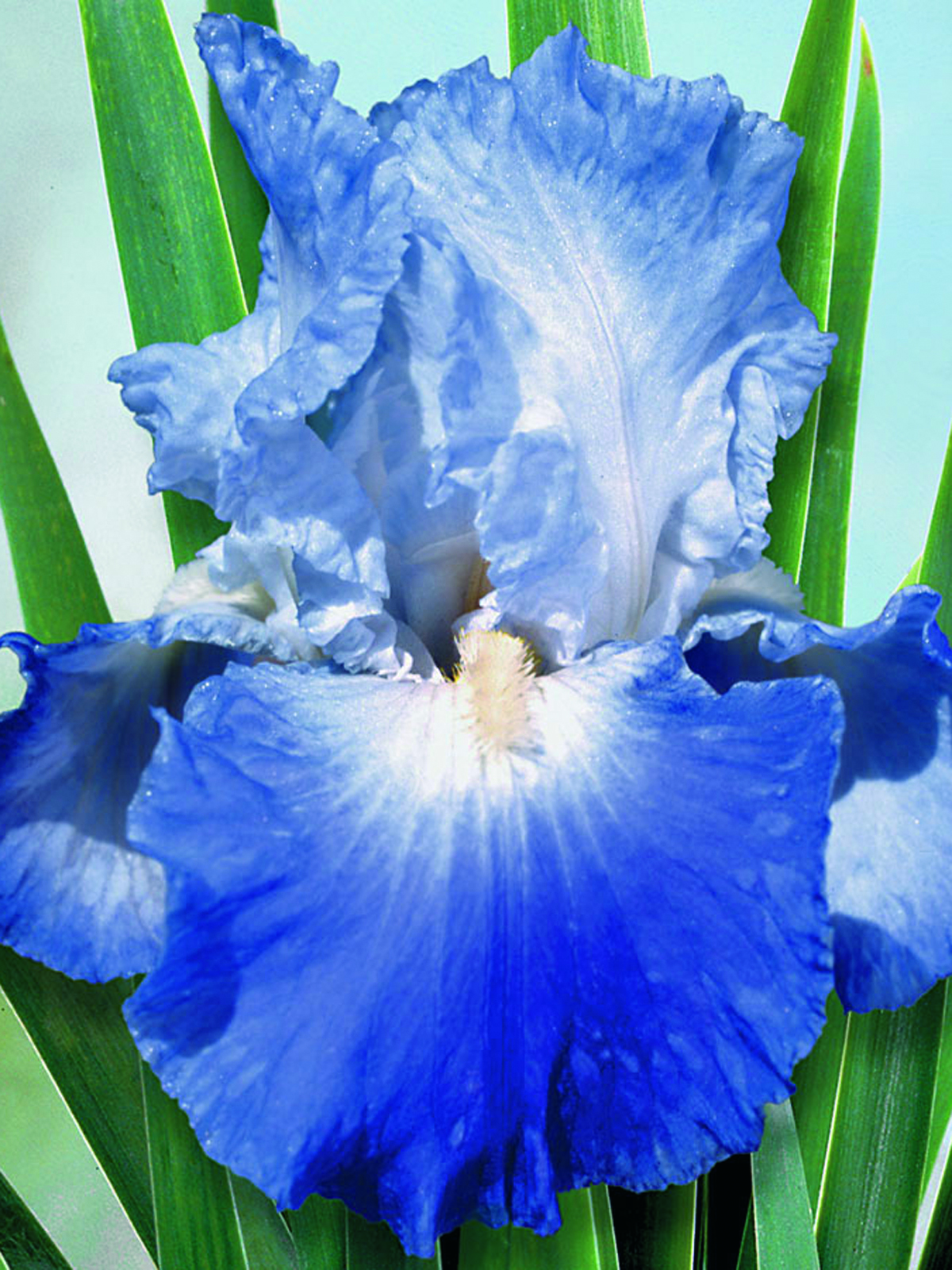 Iris germanica 'Clarence'