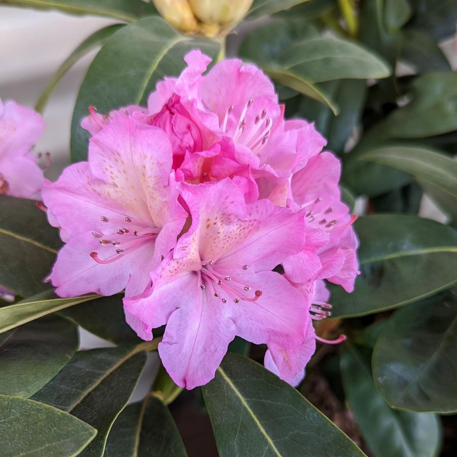 Rhododendron Holden's™ Fuchsia