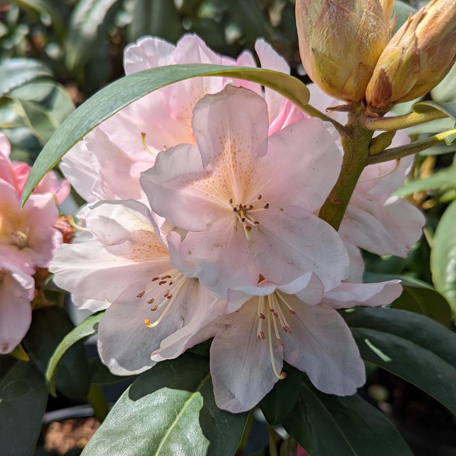 Rhododendron Holden's™ Peach