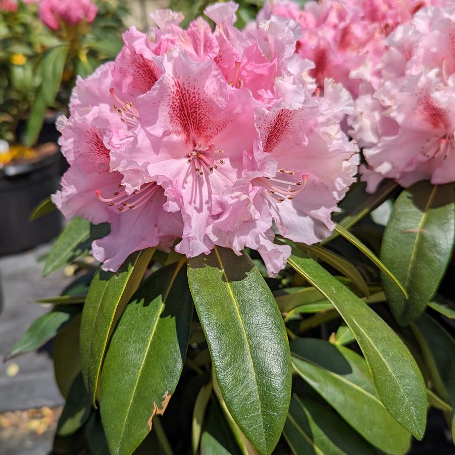 Rhododendron Holden's™ Pink Flare