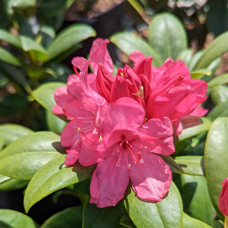 Rhododendron Holden's™ Pink