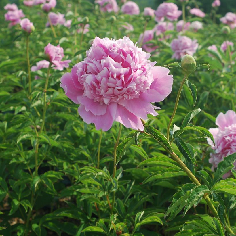 Paeonia lactiflora Monsieur Jules Elie