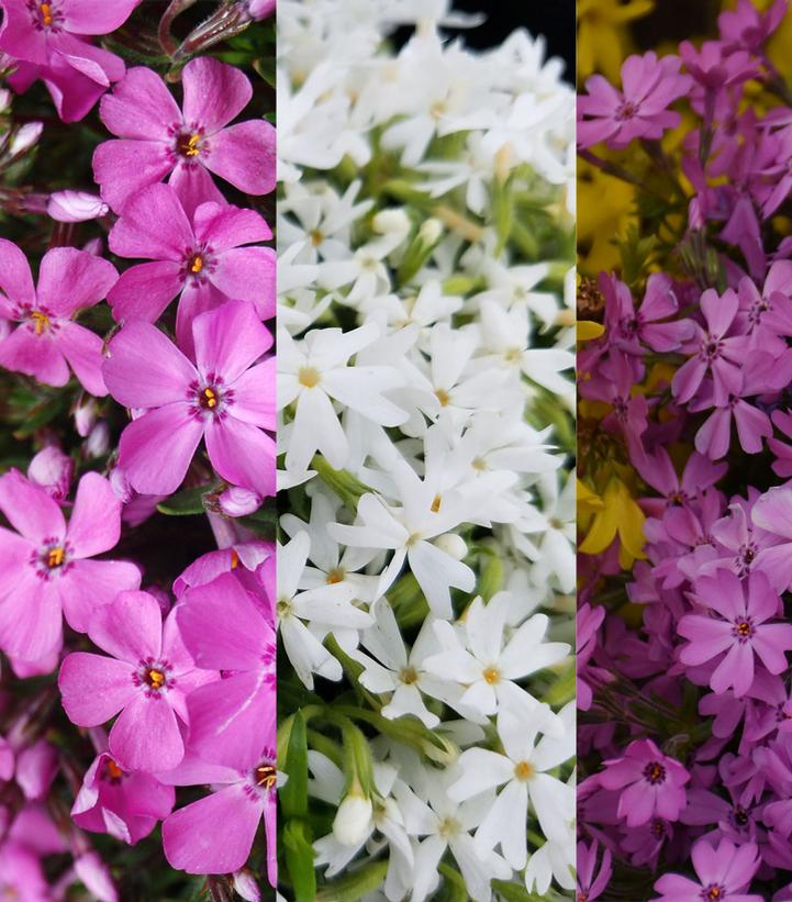 Phlox subulata Medley