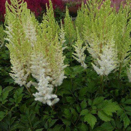 Astilbe chinensis You and Me Together®