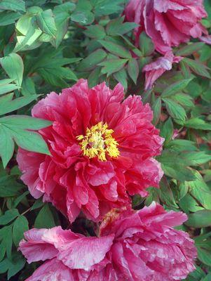 Paeonia lactiflora Kansas