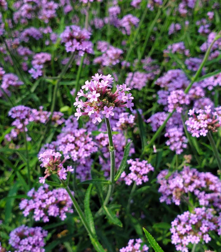 Verbena bonariensis 'Lollipop'