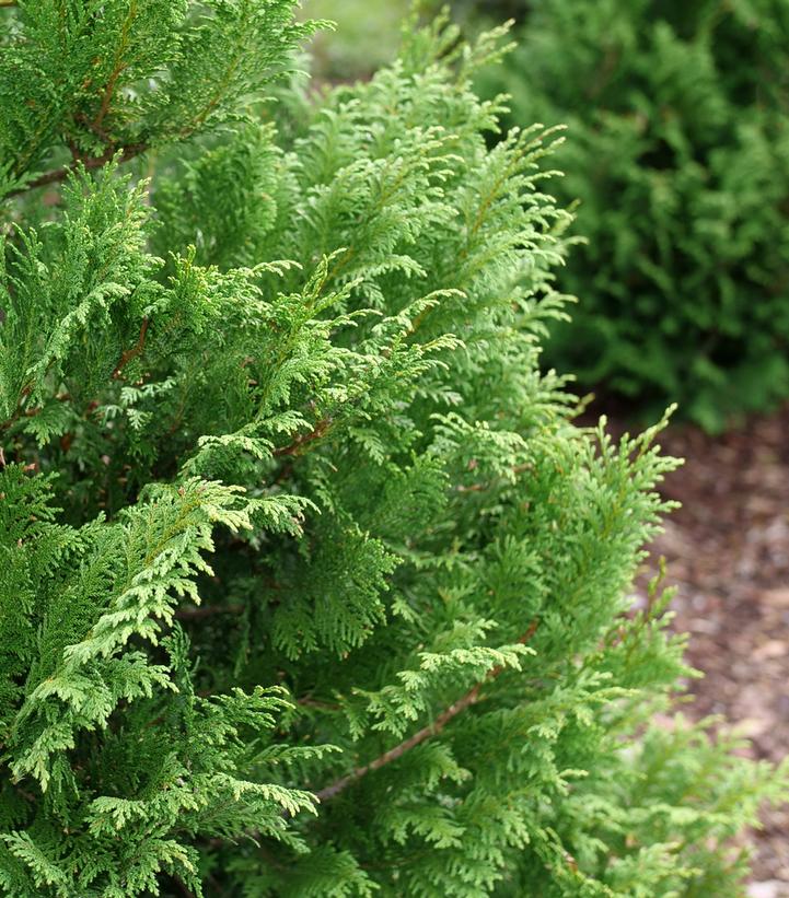 Chamaecyparis pisifera Cedar Rapids™