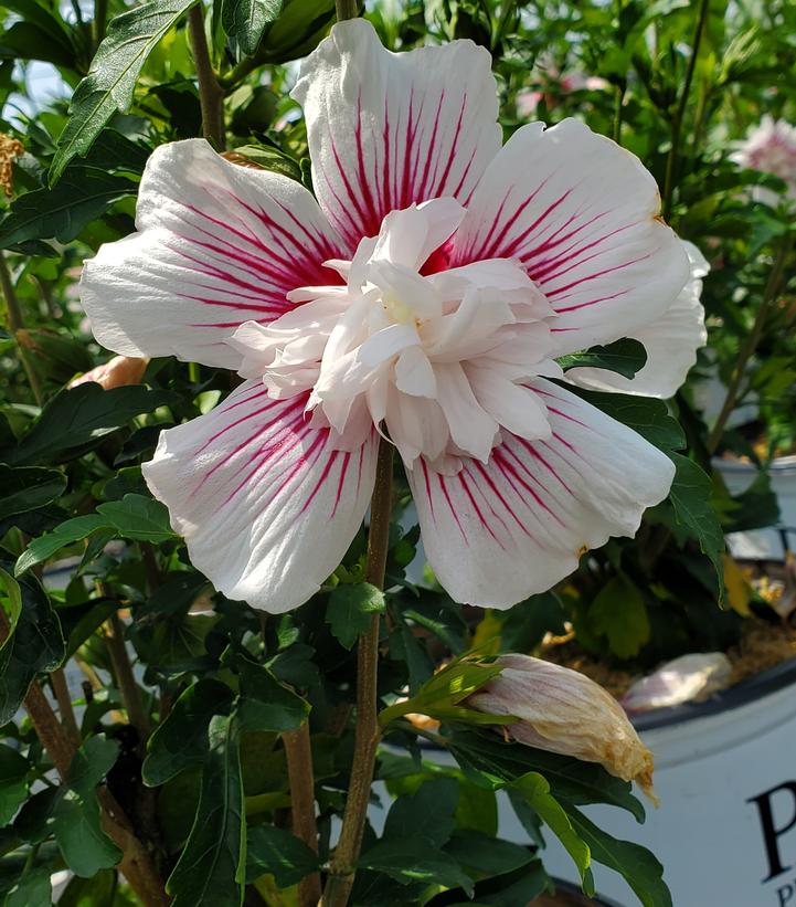 Hibiscus syriacus Starblast Chiffon™