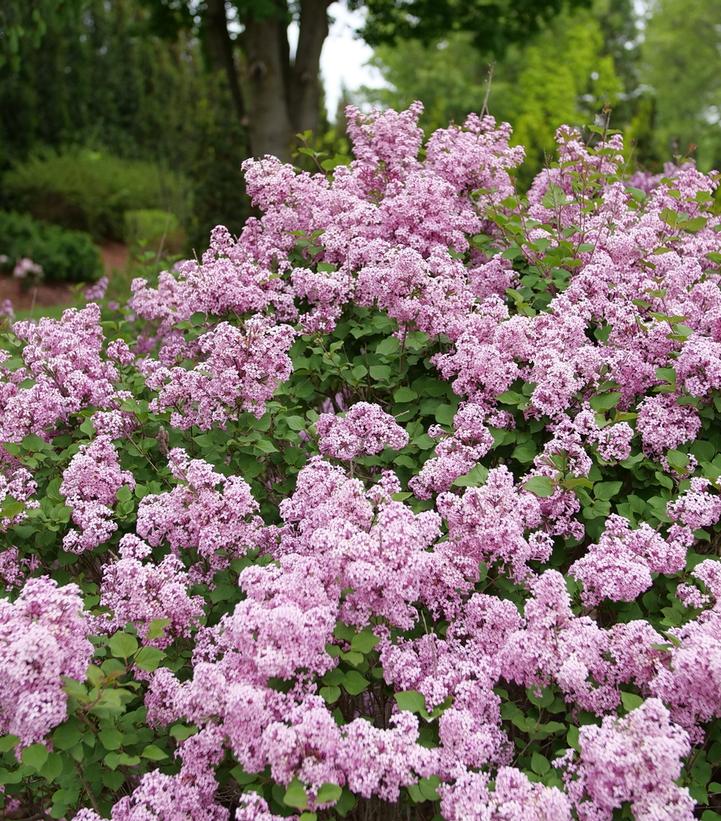 Syringa x pubescens Bloomerang® Purpink