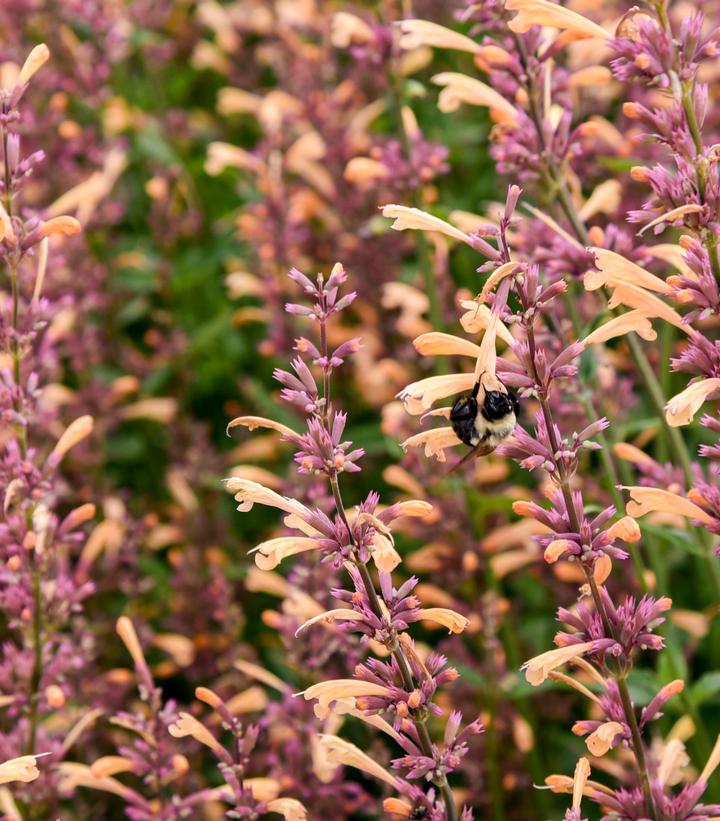 Agastache hybrid Meant to Bee™ 'Queen Nectarine'