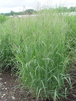 Panicum virgatum Heavy Metal