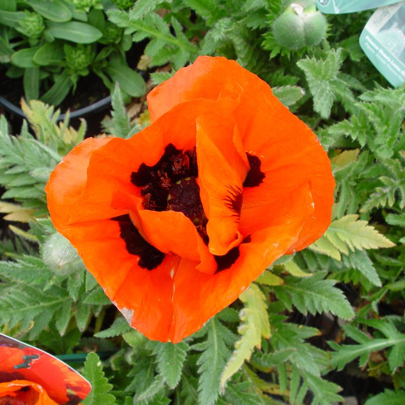 Papaver orientale Prince of Orange