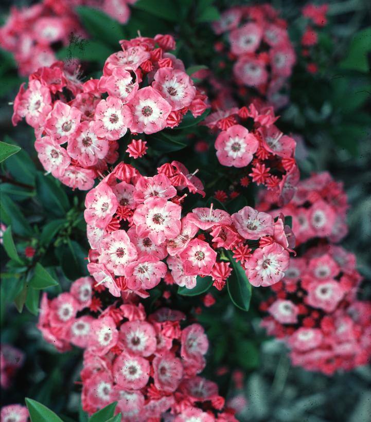 Kalmia latifolia 'Bridesmaid'