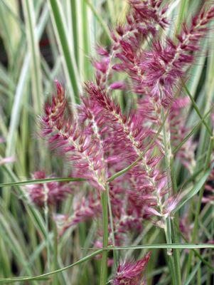 Pennisetum orientale Karley Rose