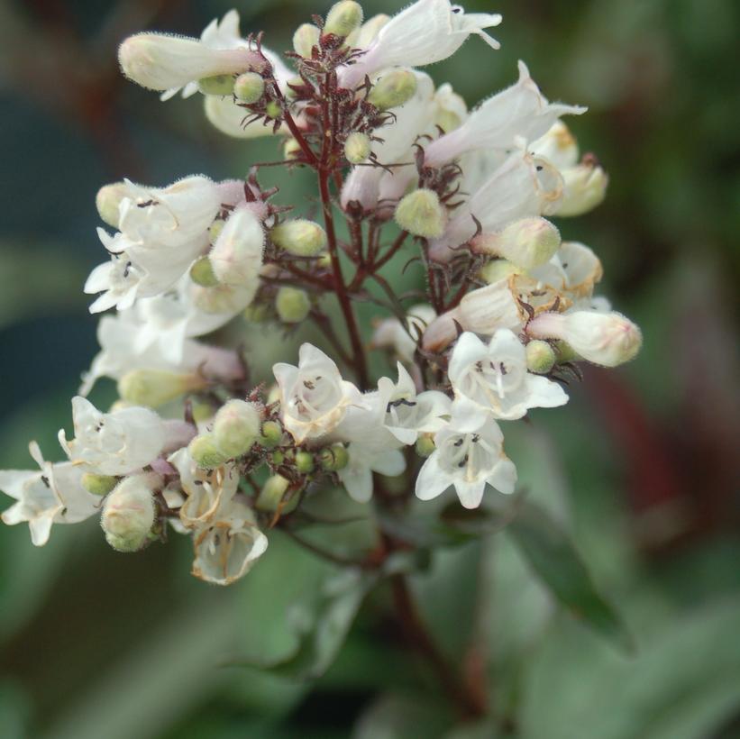 Penstemon digitalis Husker Red