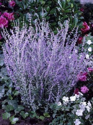 Perovskia 'Little Spire'