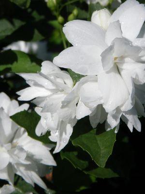 Philadelphus Buckleys Quill