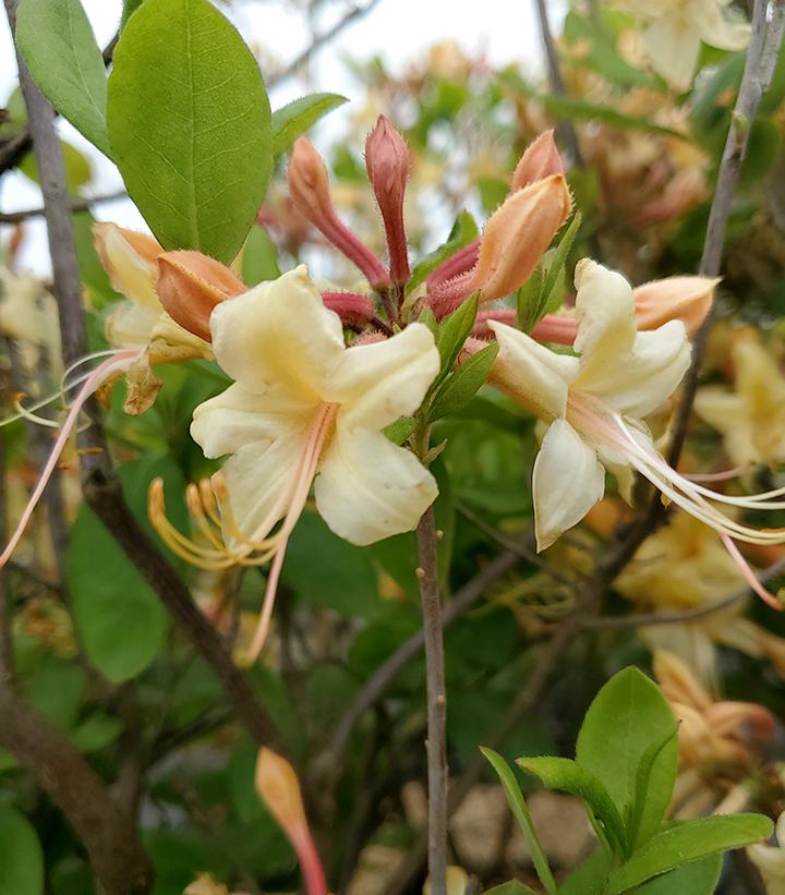 Azalea x 'My Mary'