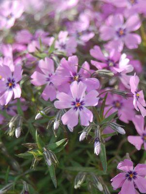 Phlox subulata Purple Beauty