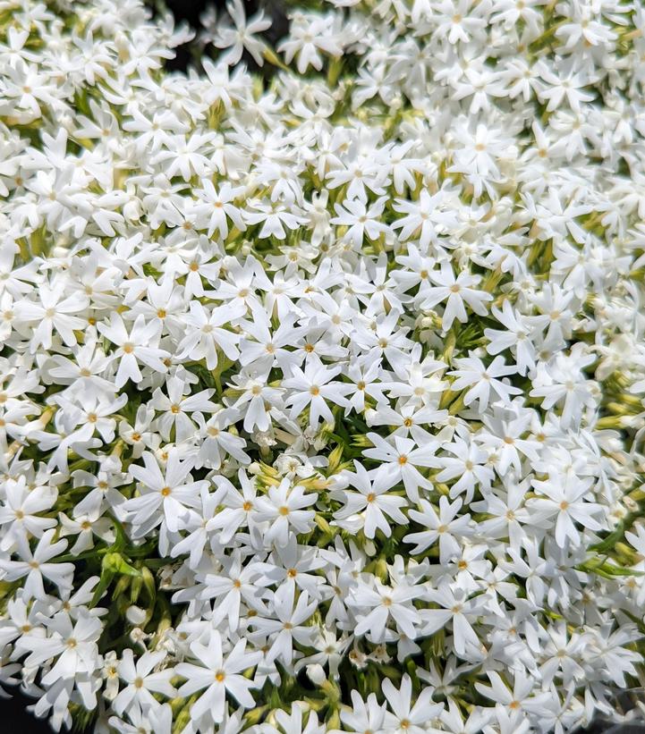 Phlox subulata 'Snowflakes'