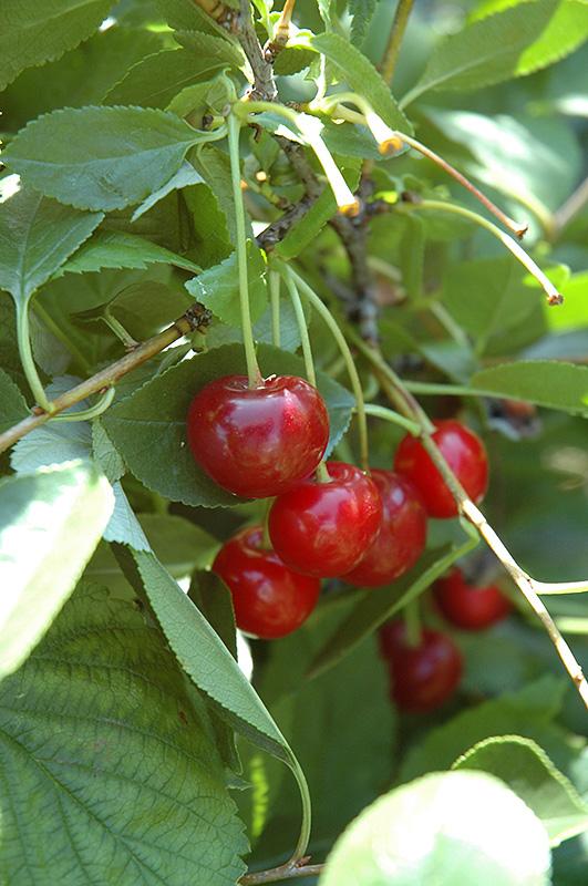 Prunus x Romance 'Crimson Passion'