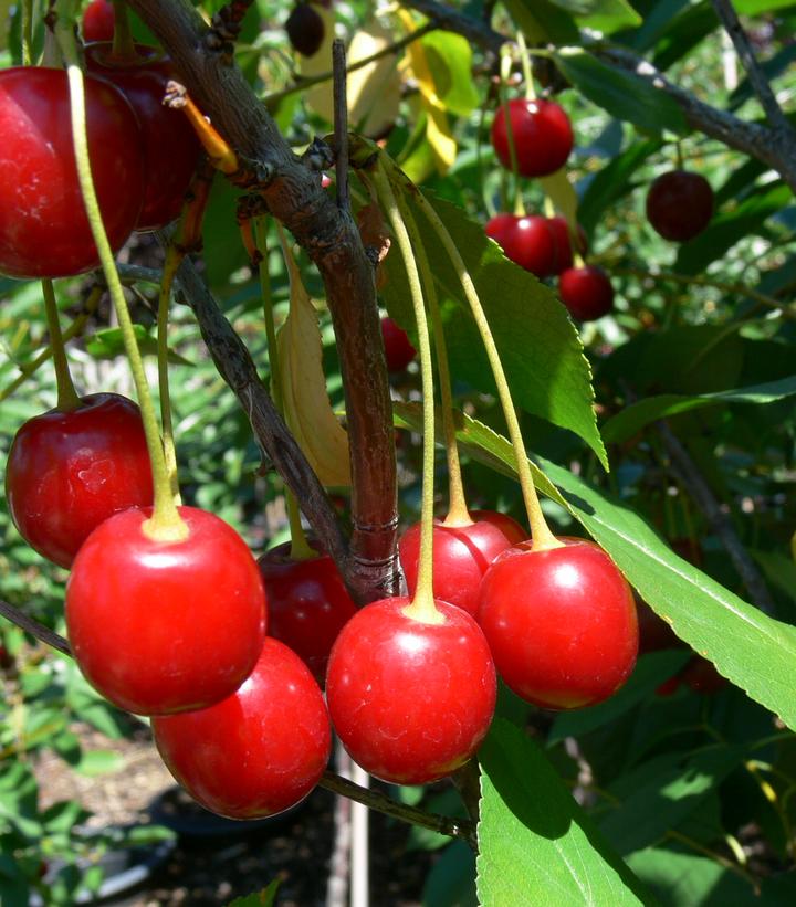 Prunus x Romance 'Cupid'