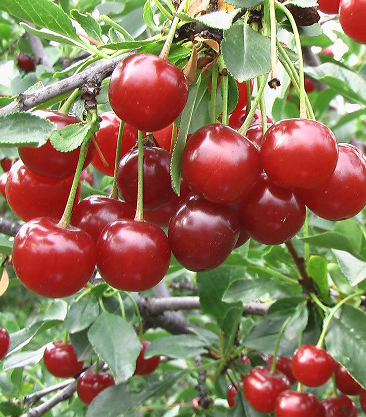 Prunus x Romance 'Valentine'