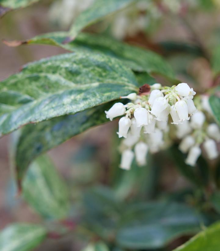 Leucothoe fontanesiana Paisley Pup®
