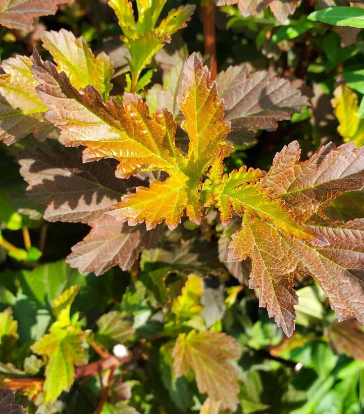 Physocarpus Center Glow