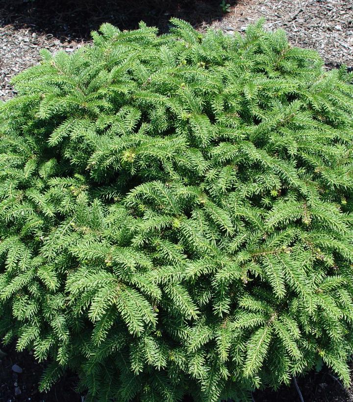Picea abies 'Nidiformis'