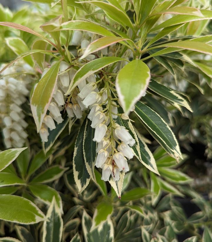 Pieris jap. Flaming Silver