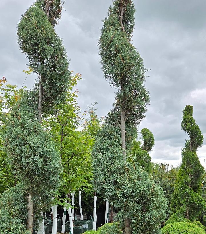 Cupressus arizonica Carolina Sapphire