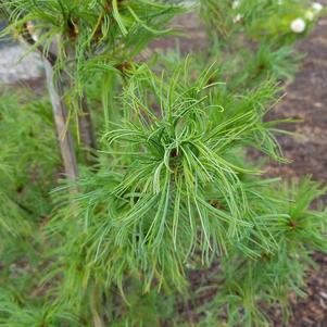 Pinus strobus Torulosa