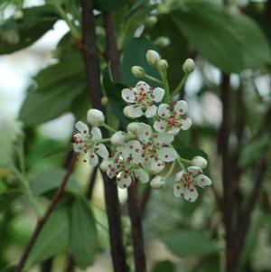 Aronia arbutifolia Brilliantissima