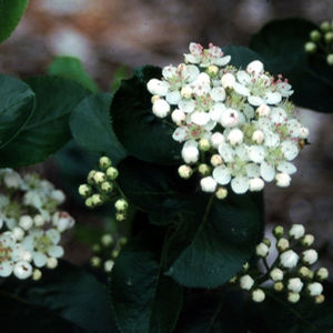 Aronia melanocarpa 'Viking'