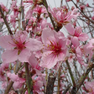 Prunus Arctic Glo