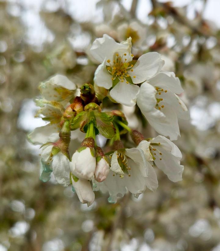 Prunus X Snow Fountains®