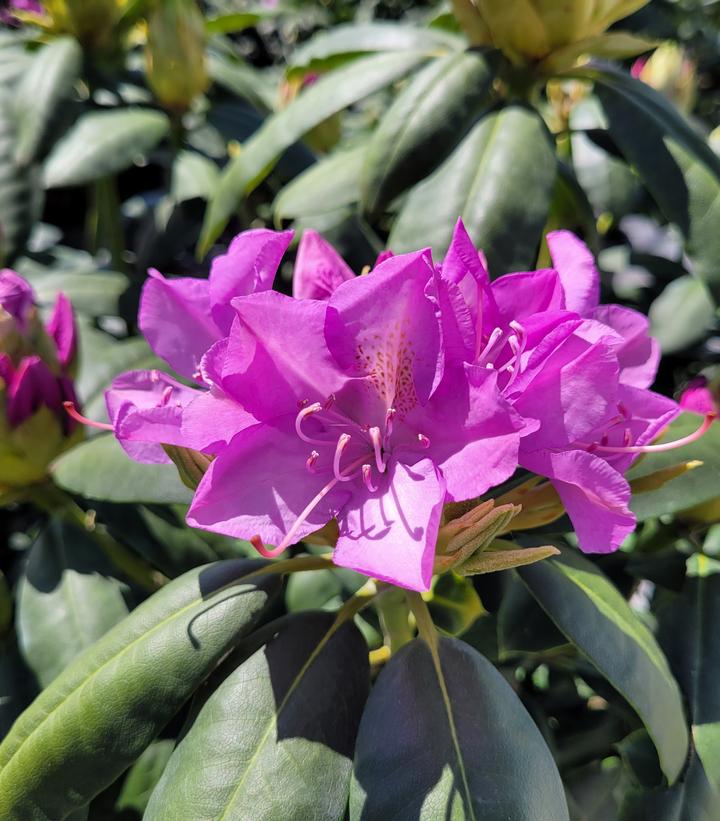 Rhododendron cat. 'Roseum Elegans'