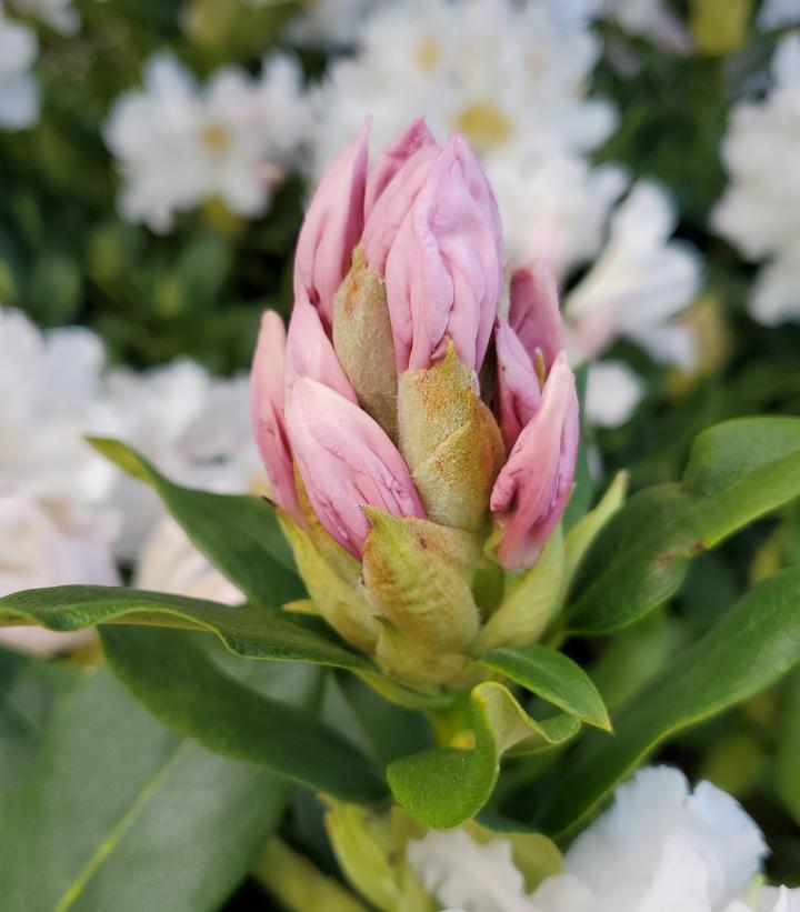 Rhododendron cat. 'Cunningham's White'