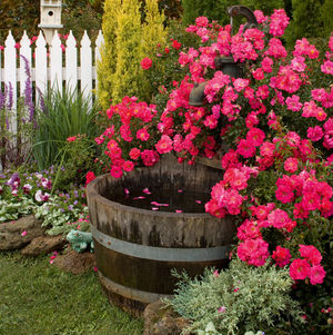 Rosa Flower Carpet Pink Supreme