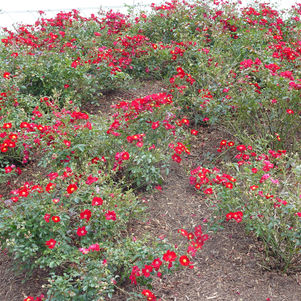 Rosa Flower Carpet- Red