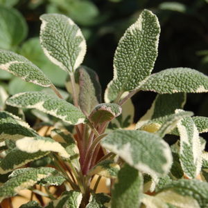 Salvia o. Tricolor