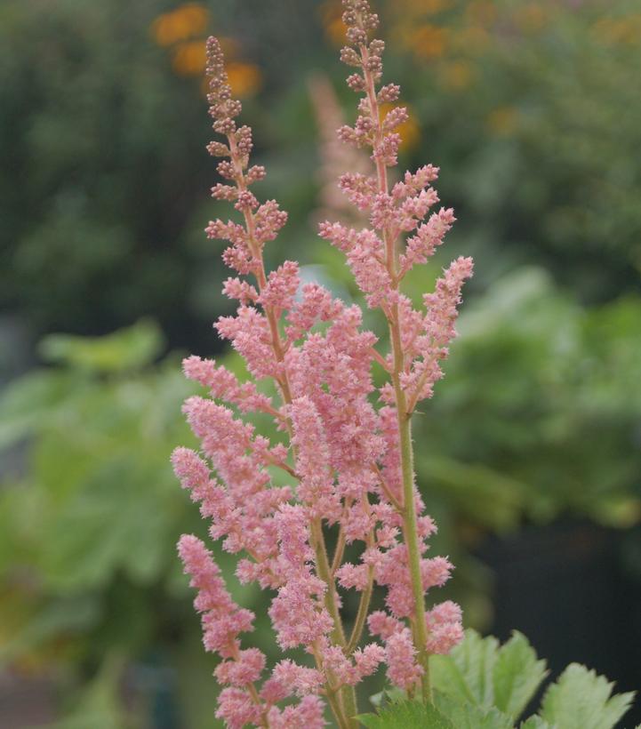 Astilbe chinensis 'Visions in Pink'