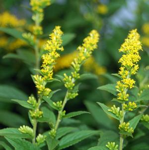 Solidago rugosa Fireworks