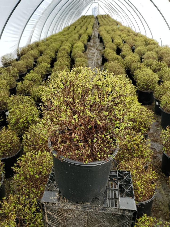 Spiraea thun. Ogon (Mellow Yellow)