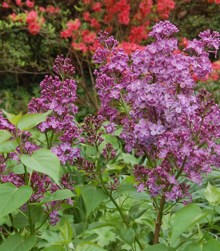 Syringa X hyacinthiflora 'Pocahontas'