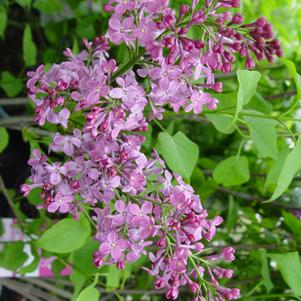 Syringa X hyacinthiflora Royal Purple