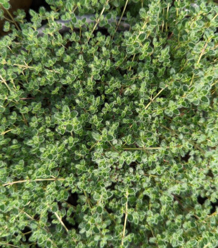 Thymus pseudolanuginosus 