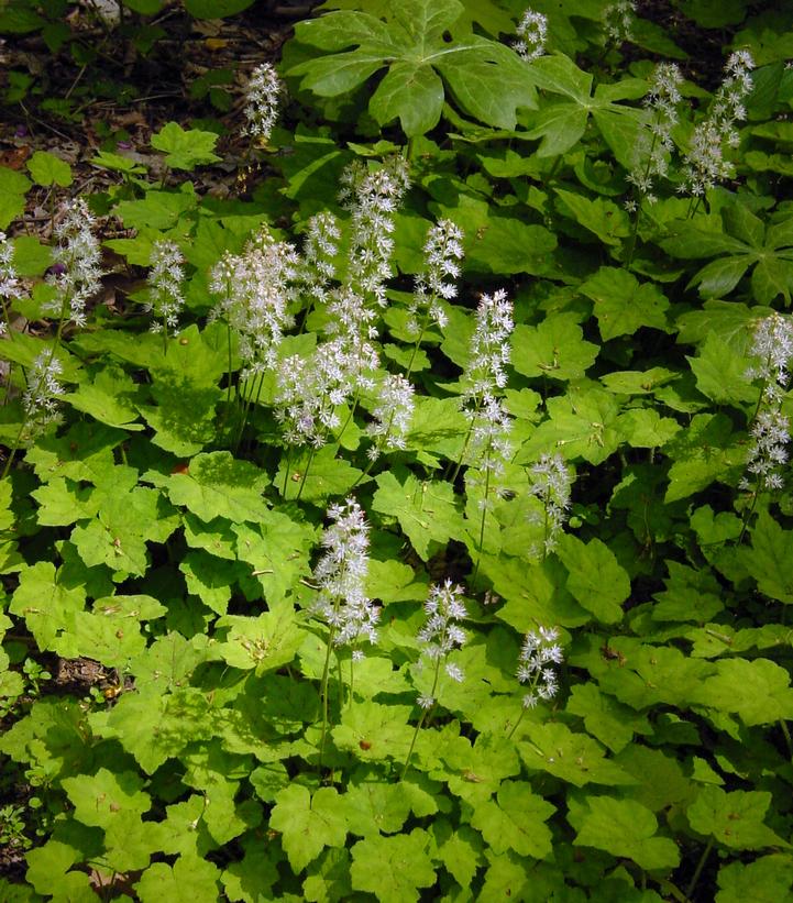 Tiarella cordifolia 